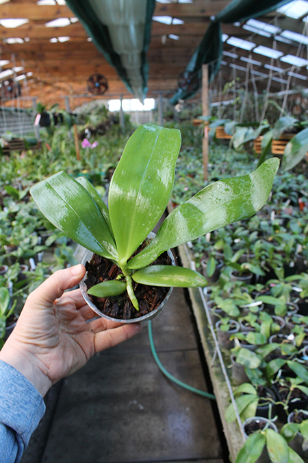 Phalaenopsis I-Hsin Salmon.jpg