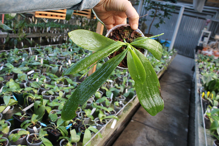 Phalaenopsis tetraspis.jpg