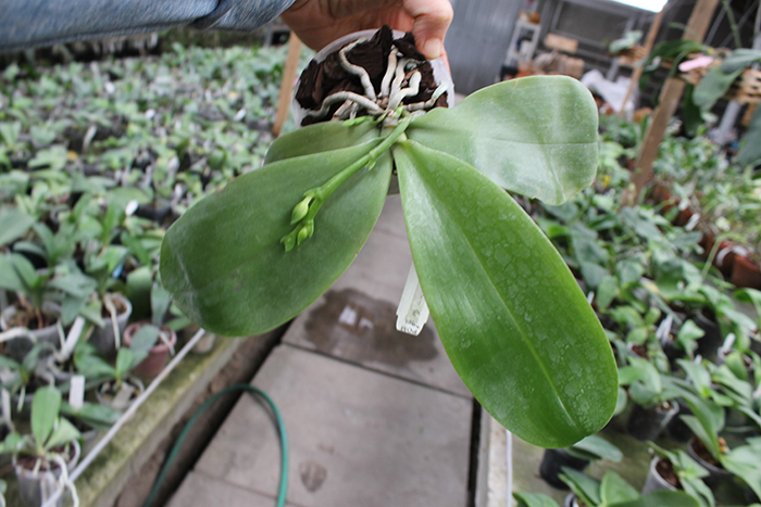 Phalaenopsis Yin's Cricket x Yin's Belliambo.jpg