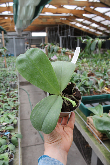 Phalaenopsis Joy Dreamy Jade '#2' x Chang Maw Evergreen.jpg