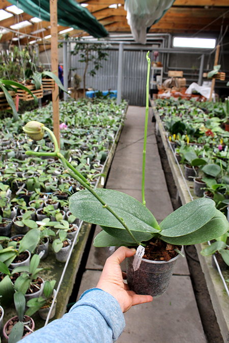 Phalaenopsis (Mituo Sun x Ching Her Buddha) x Mituo Sun.jpg