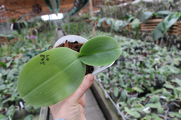 Phalaenopsis gigantea x Mituo Sun.jpg