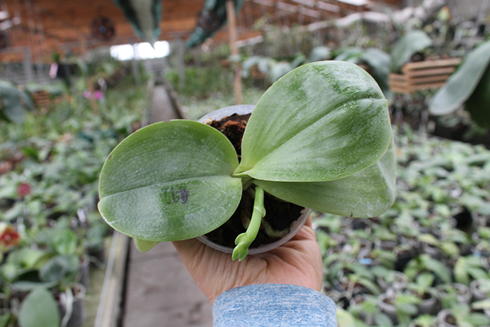 Phalaenopsis Lyndon Reflex x LD's Bear King.jpg