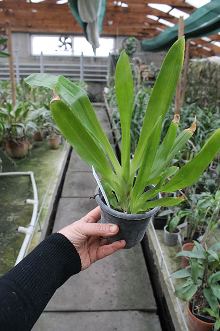 huntleya meleagris.jpg