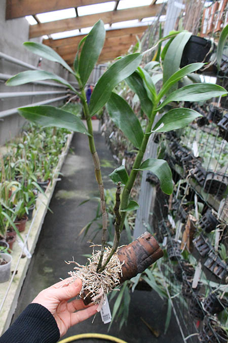 dendrobium amethystoglossum.jpg
