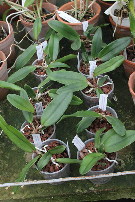 Cattleya Oviedo (maxima x schilleriana).jpg