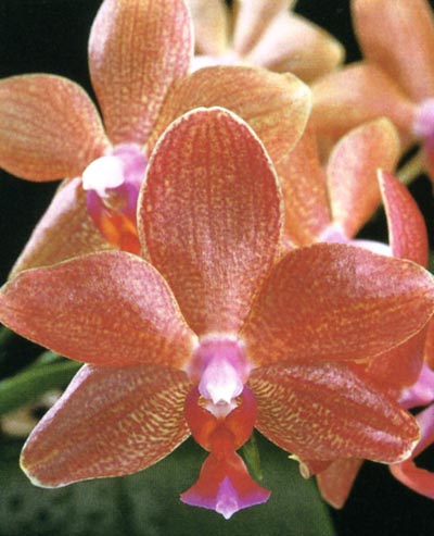 Phalaenopsis David Lim.jpg