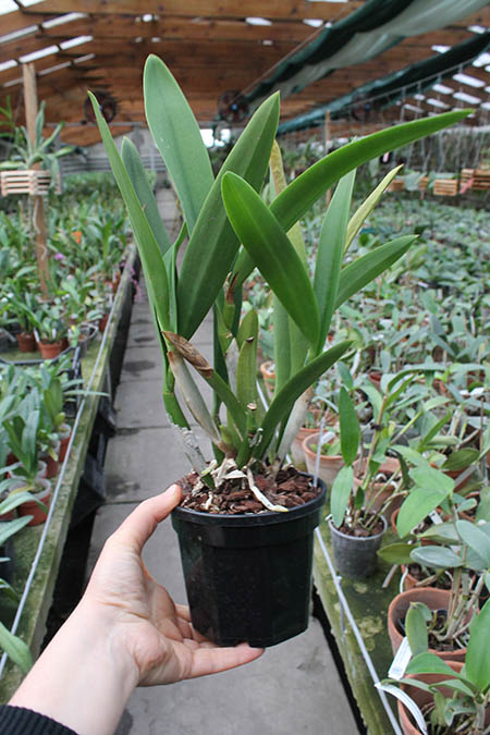 Recchara Frances Fox.jpg