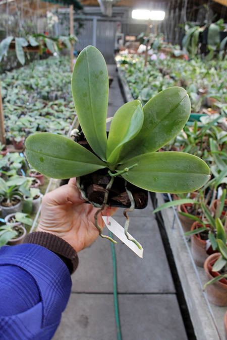 Phalaenopsis Samera x bellina.jpg