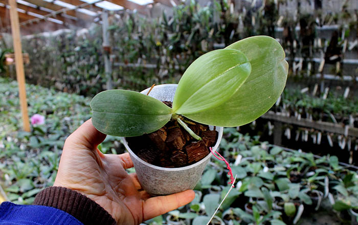 Phalaenopsis bellina 'blue'.jpg