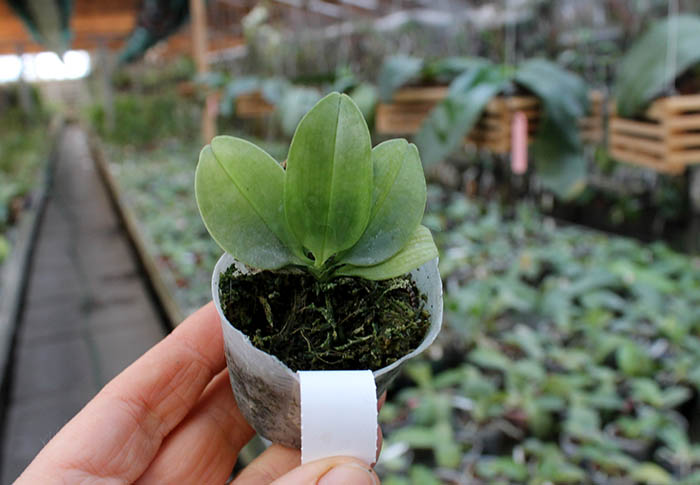 Phalaenopsis appendiculata.jpg