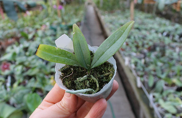 Phalaenopsis lowii.jpg