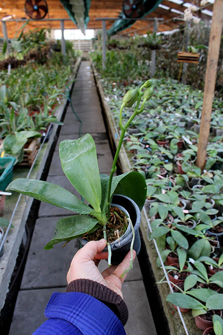 Phalaenopsis Mituo Cake 'M#1' x venosa 'TGDT'.jpg