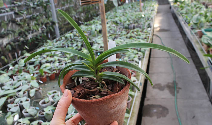 Vanda lamellata.jpg