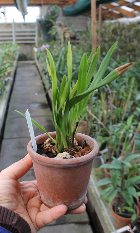 Encyclia garciana.jpg