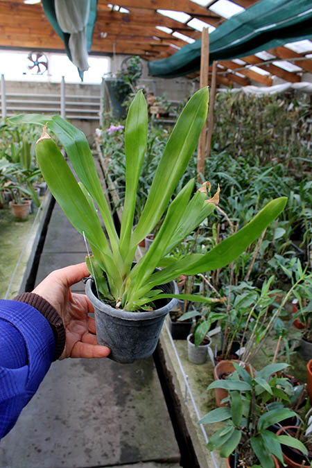 huntleya meleagris.jpg