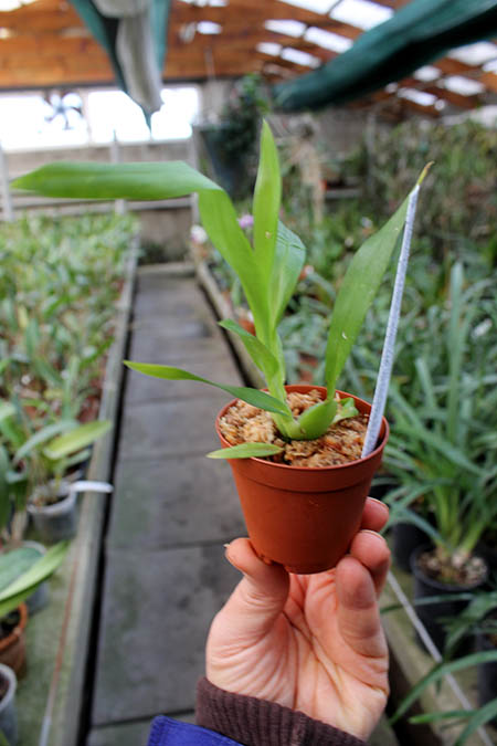 Odontoglossum naevium.jpg