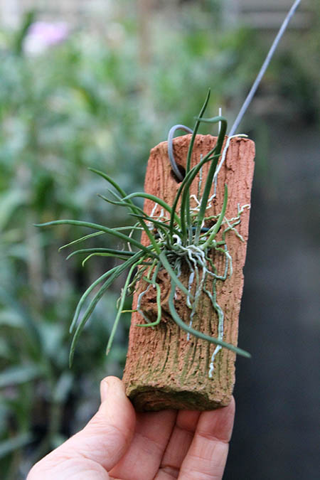 Leptotes bicolor.jpg