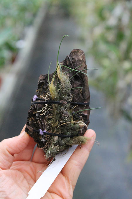 Isabelia virginalis.jpg