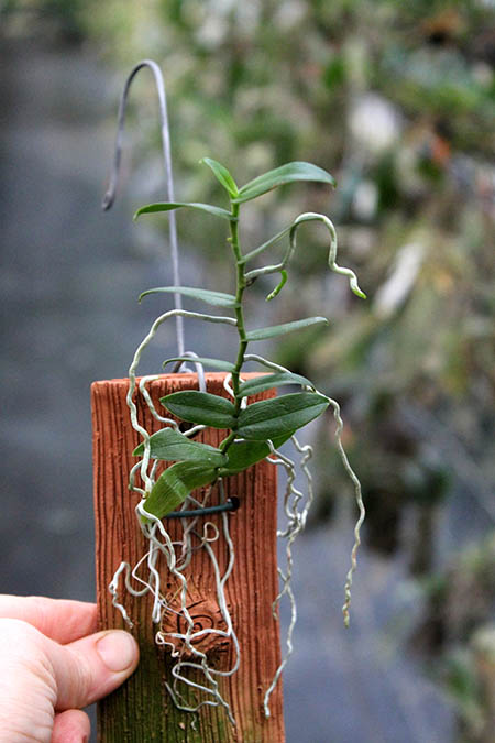 Oeonia oncidiiflora (rosea).jpg