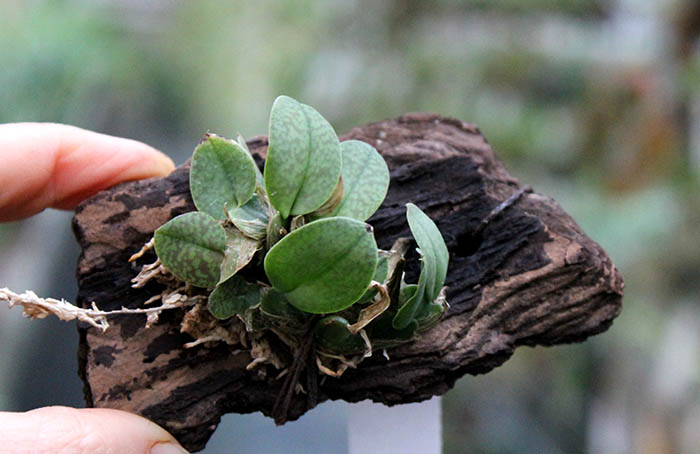 Oncidium limminghei.jpg