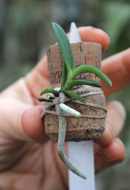 Cleisocentron gokusingii.jpg