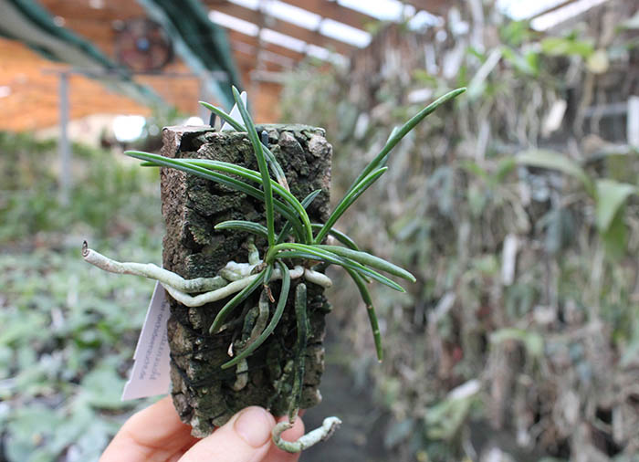 Holcoglossum flavescens.jpg