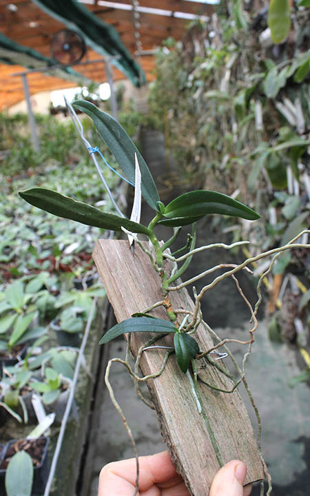 Dyakia hendersoniana.jpg