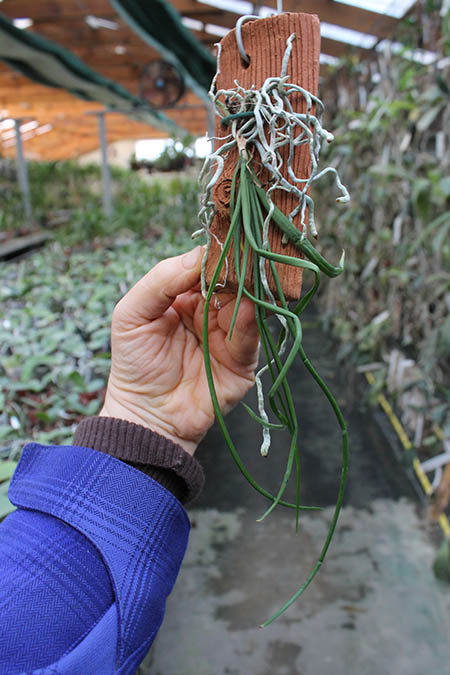 holcoglossum wangii.jpg