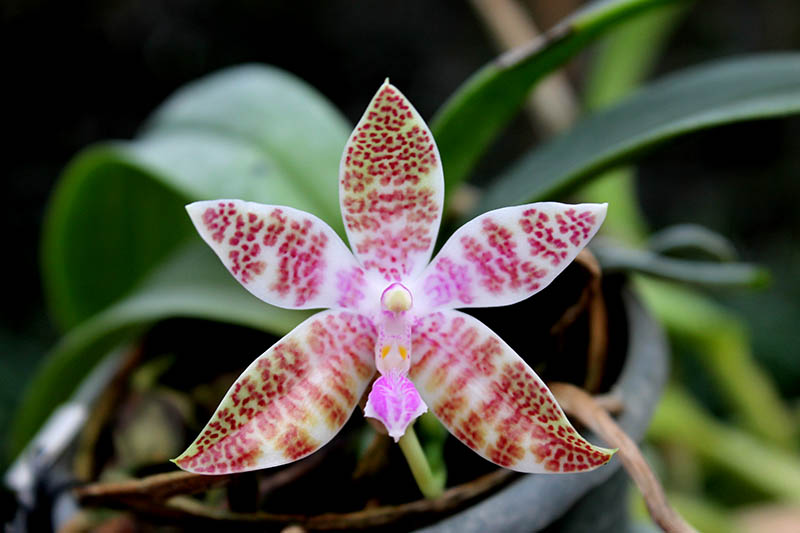 Phalaenopsis hieroglyphica