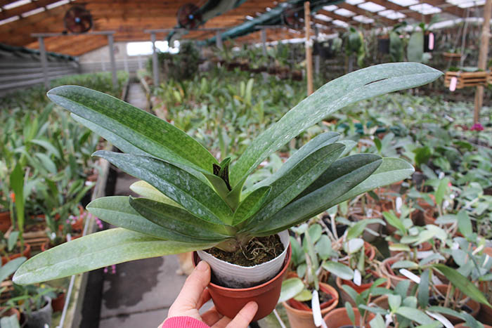 Paphiopedilum Dollgoldi (armeniacum x rothschildianum).jpg