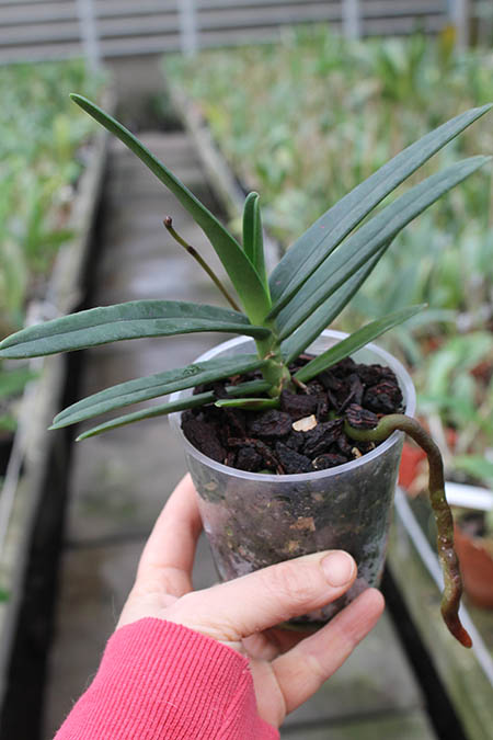 Renanthera monachica.jpg