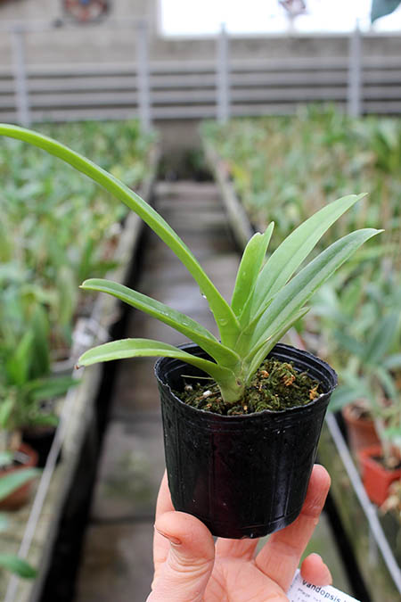 Vandopsis lissochiloides alba.jpg