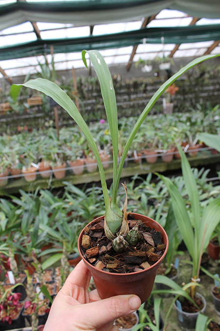 Clowesia Jumbo Grace 'Jumbo Orchids'.jpg