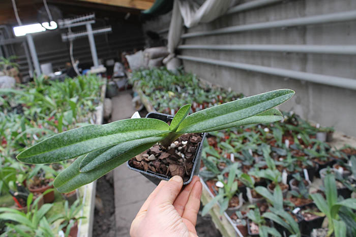 Paphiopedilum Gloria Naugle (rothschildianum x micranthum).jpg