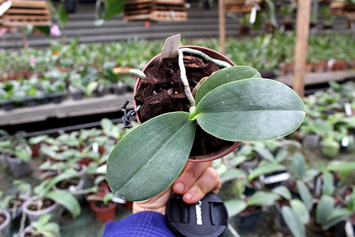 Phalaenopsis Natasha 'Auspice'.jpg