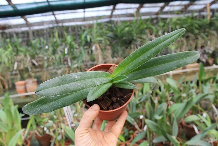 Paphiopedilum Daisy Barclay (rothschildianum x leucochilum).jpg
