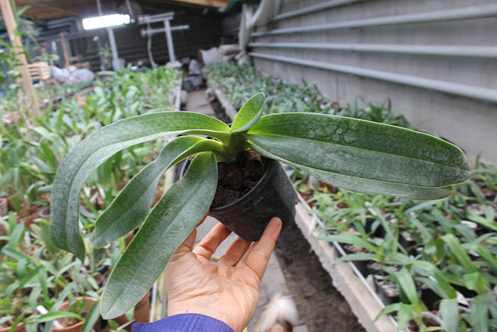 Paphiopedilum Woluwense (niveum x rothschildianum).jpg