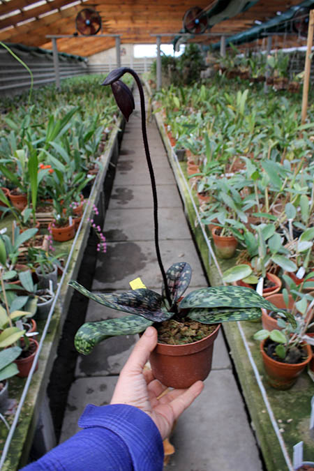 Paphiopedilum Maudiae Vinicolor 'Schwarze Madonna'.jpg