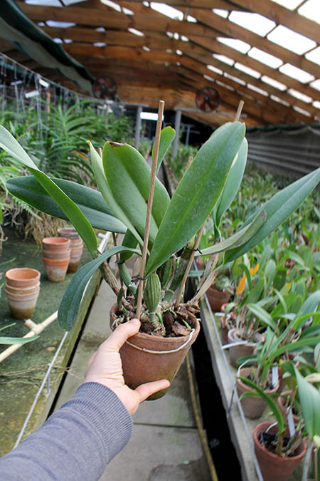 Brassolaeliocattleya Tubtim Siam.jpg