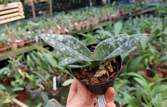 Paphiopedilum sukhakulii.jpg