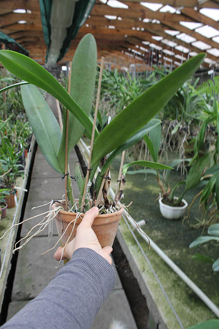 Cattleya warscewiczii sanderiana.jpg