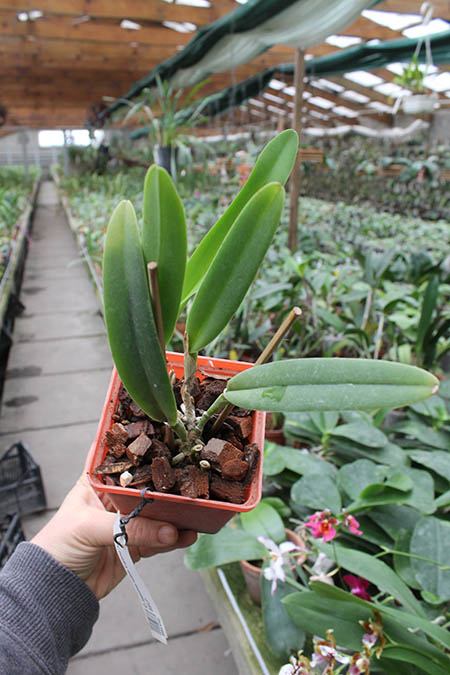 Cattleya maxima rubra 'Lojana' x SELF.jpg