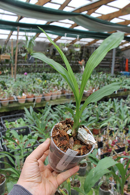 Catasetum Stephen Moffitt.jpg