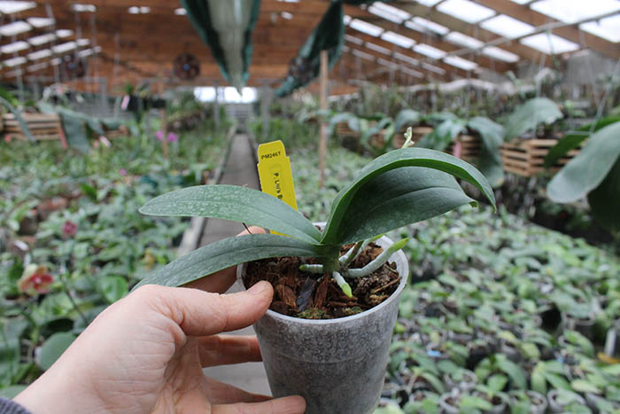Phalaenopsis Liu's Berry 'Trinity'.jpg
