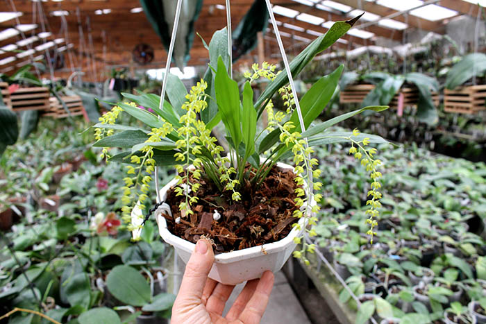 Dendrochilum uncatum.jpg