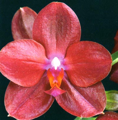 Phalaenopsis Sogo Pony.jpg