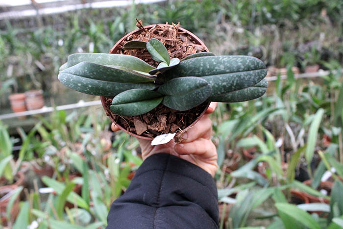 Paphiopedilum leucochilum.jpg