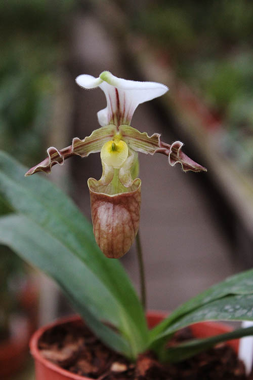 Paphiopedilum tranlienianum.jpg