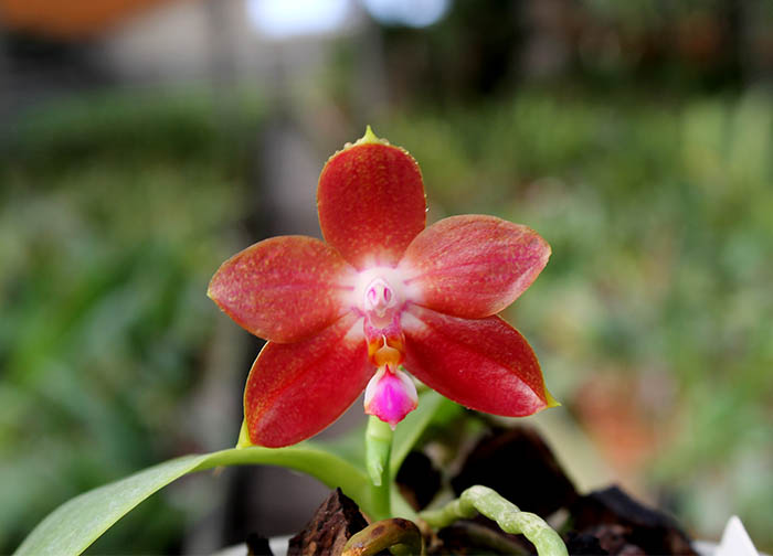 Phalaenopsis Yaphon Goodboy x Ld's Bear Queen.jpg